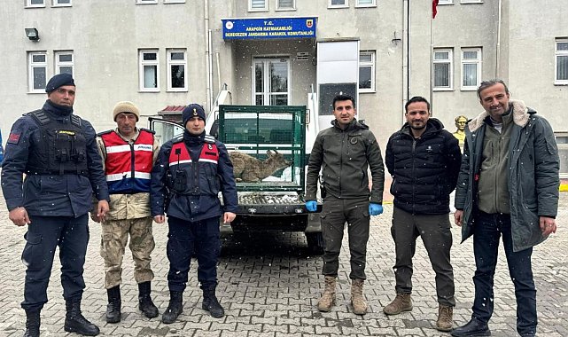 Malatya'da yaralı bulunan dağ keçisi koruma altına alındı