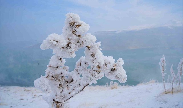 Muş'ta kırağı tutan otlar pamuk tarlasını andırıyor