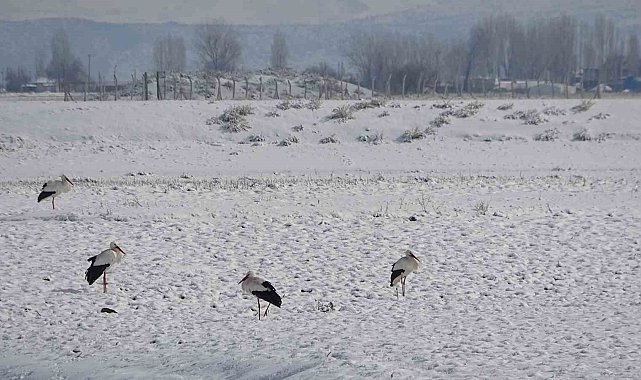 Muş'ta leylekler dondurucu soğuklara rağmen göç etmedi