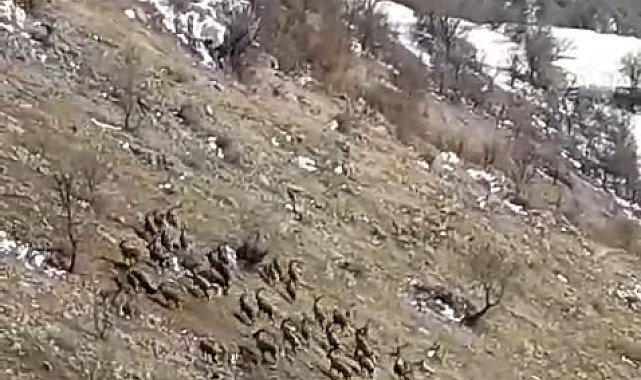 Nesli tükenme tehlikesi bulunuyordu, Elazığ'da sürü halinde görüldü