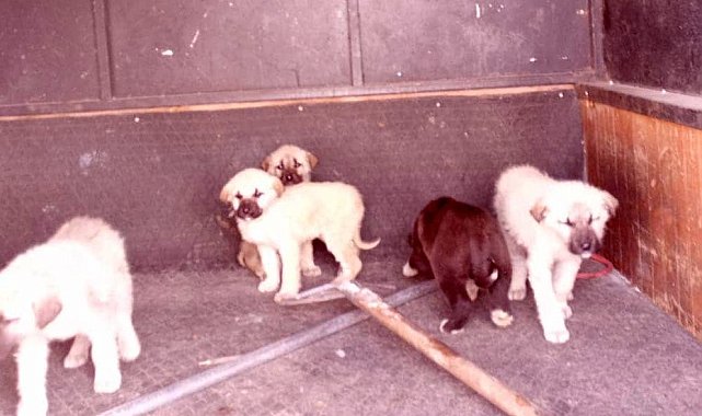 Refahiye'de başıboş köpekler toplatıldı