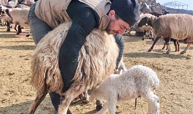 Şap tedirginliği yaşayan üreticiler 24 saat kuzu nöbeti tutuyor