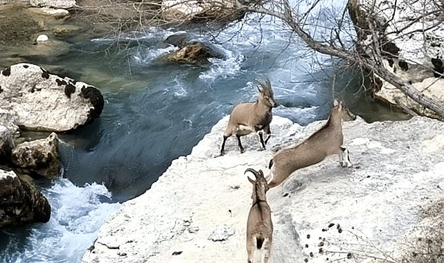 Tağar Çayı kıyısına neşe katan dağ keçileri, vatandaşlarla iç içe görüntüler sunuyor