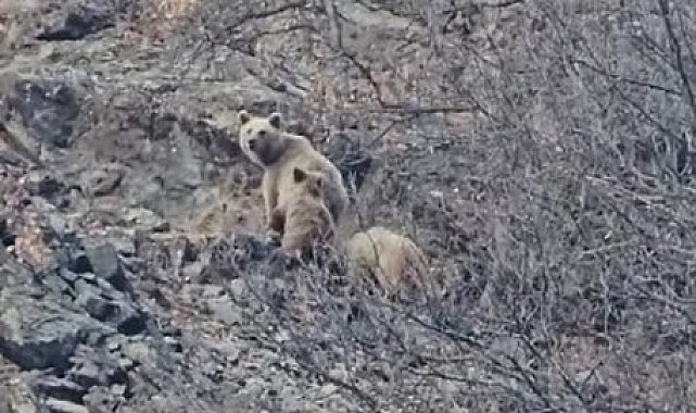 Tunceli'de kış uykusuna yatmayan ayı ailesi görüntülendi