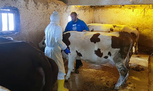 Tunceli'de şap hastalığı ile mücadele çalışmaları sürüyor