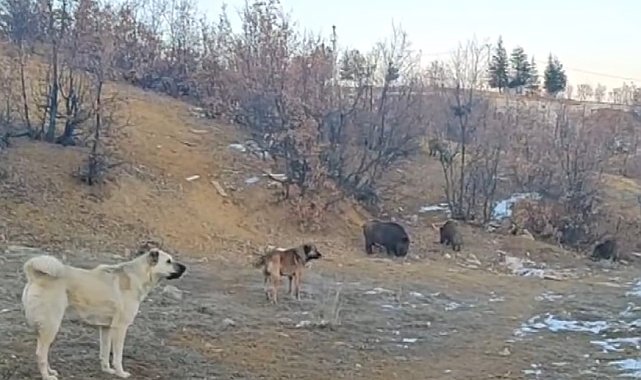 Tunceli'de yaban domuzları mahalleye kadar indi