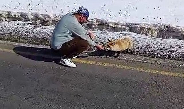 Yol kenarında gördüğü tilkiyi eliyle besledi