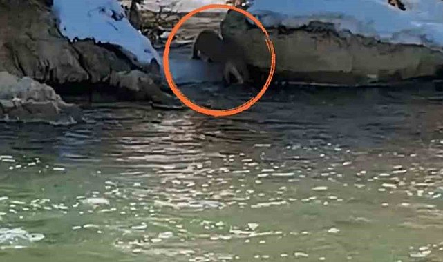 Yüksekova'da nesli tükenme tehdidinde olan su samuru görüntülendi