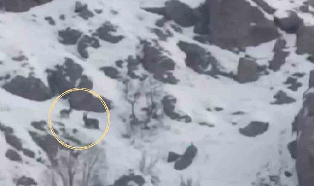 Yüksekova'da sürü halindeki dağ keçileri görüntülendi