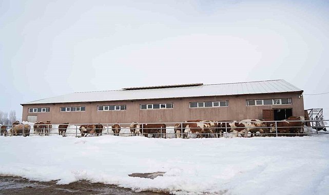 130 büyükbaş hayvan ile günlük 1 ton süt üretiliyor
