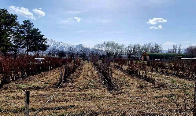 20 bin adet meyve fidanı satılacak