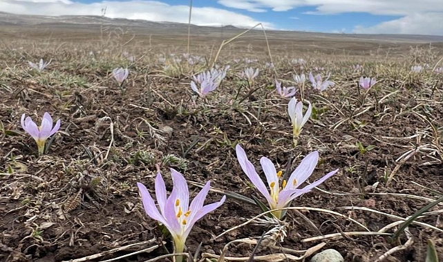 Arpaçay'da kardelenler çiçek açtı
