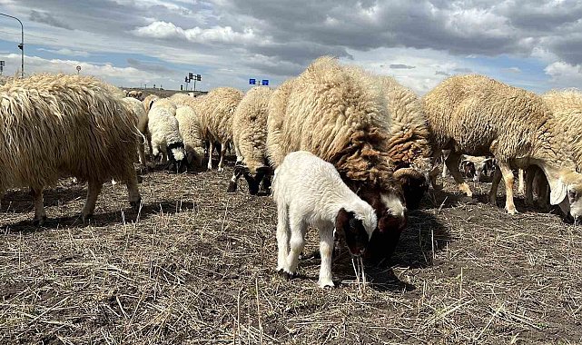 Arpaçay'da koyunlar ve kuzular meraya çıktı