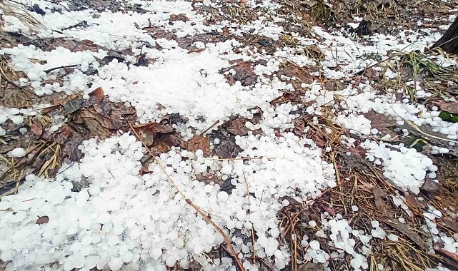 Bitlis'te dolu etkili oldu