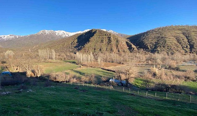 Derecik'te köylülerin başı domuz sürüsü ile dertte