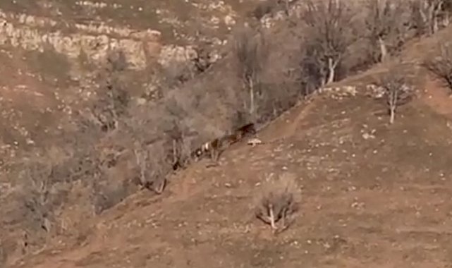 Derecik'te kurtların saldırdığı ineklerden biri yaralandı