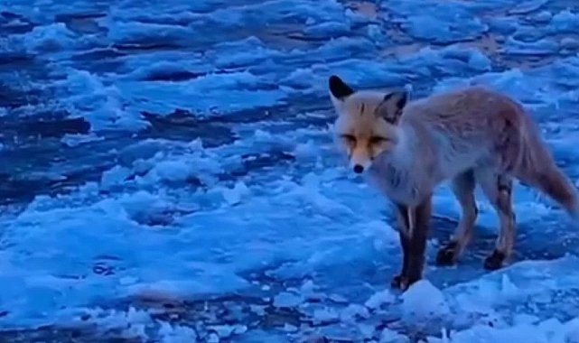 Diyadin'de yiyecek arayan tilki ilçe merkezine geldi