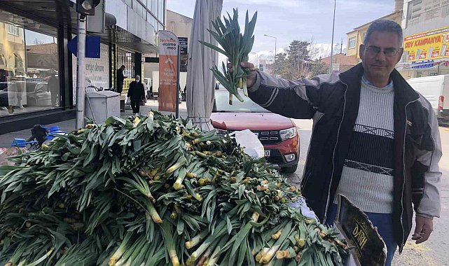 Doğal antibiyotik 'çiriş otu' tezgahlarda yerini aldı