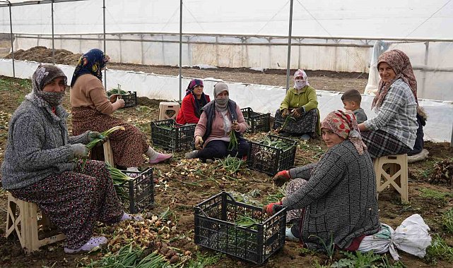 Doğu illeri karla mücadele ederken Iğdır'da seralarda üretim yapılıyor