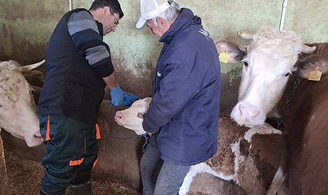 Elazığ'da aşı ve küpeleme çalışması