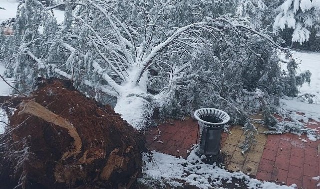 Elazığ'da kar yağışı sonrası ağaç devrildi