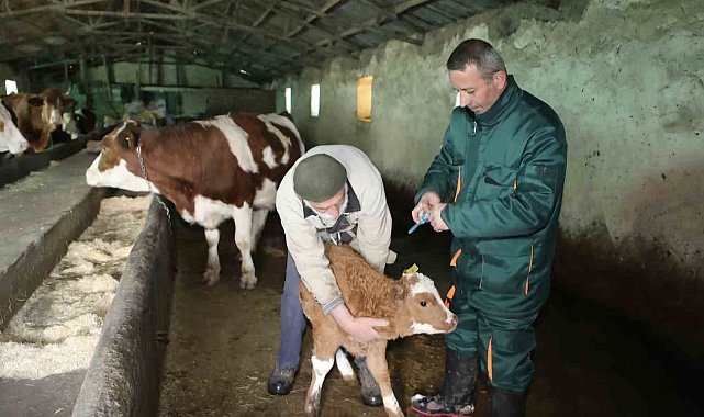Elazığ'da şap hastalığı sona erdi