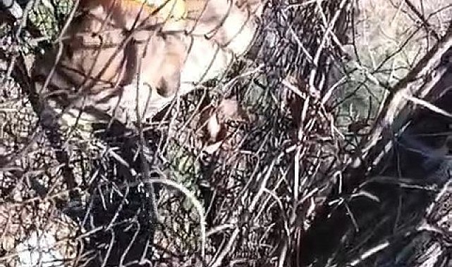 Elazığ'da tellere sıkışan yavru köpeği vatandaş kurtardı