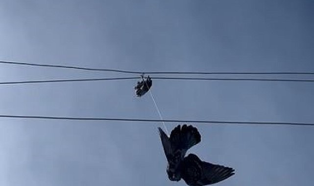 Elektrik tellerine takılan güvercin için seferber oldular