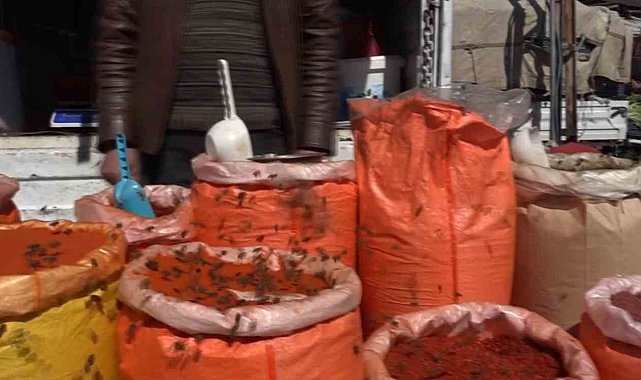 Erciş'te bal arıları baharatçıya akın etti
