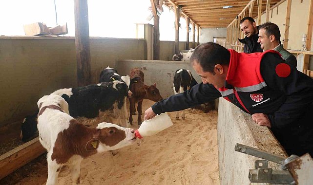 Erzincan'da büyükbaş hayvan işletmelerine arilik incelemesi