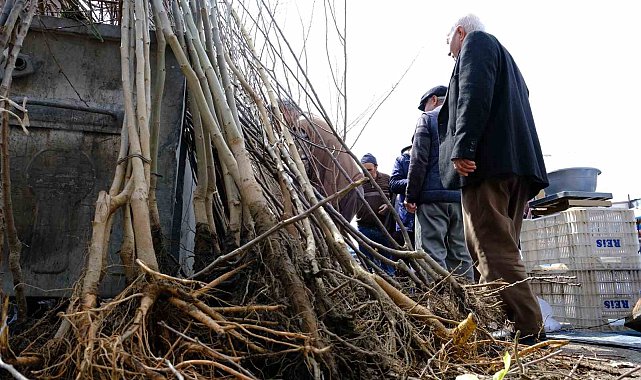 Erzincan'da meyve fidanı satışı başladı