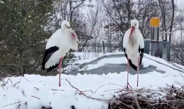 Erzincan'ın göç etmeyen leylekleri kara yakalandı