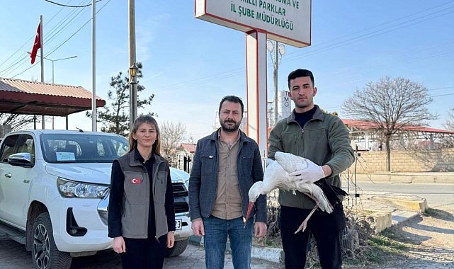Göç yolunda bitkin düşen leylek tedavi altına alındı