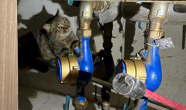 İtfaiyeden kedi kurtarma operasyonu