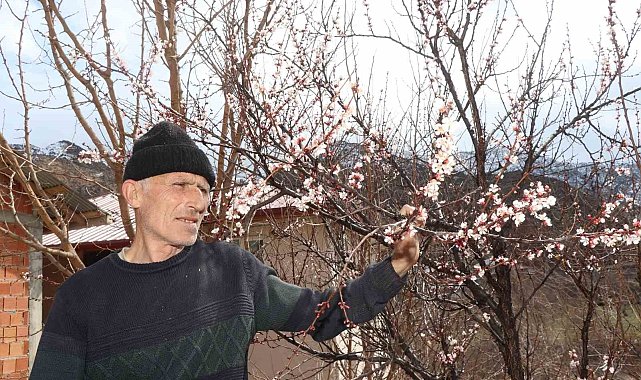 Kar yağışı meyve ağaçlarını üşüttü