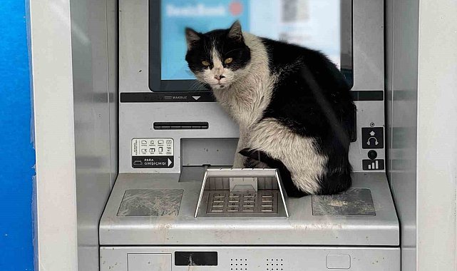Karlı havada üşüyen kedi, para çekme kabinine sığındı
