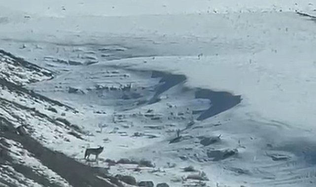Kars'ta köye inen kurt, vatandaş tarafından görüntülendi