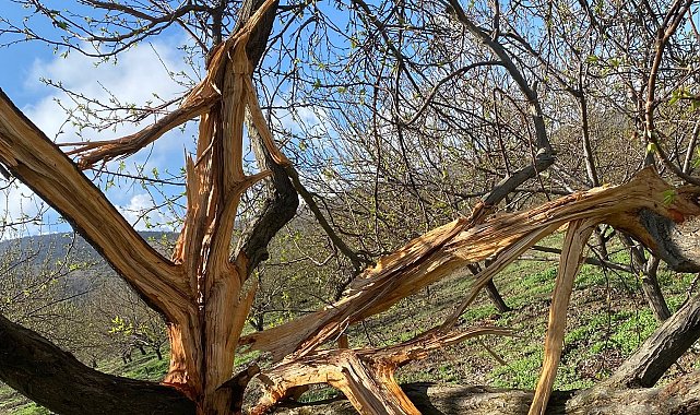 Kayısı bahçesine düşen yıldırım ağaçları parçaladı