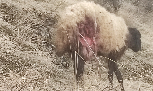 Keban'da çakalın saldırdığı sürüdeki onlarca koyun telef oldu, birçoğu yaralandı