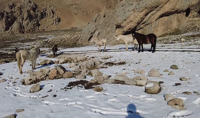Munzur Dağlarındaki yılkı atları görüntülendi