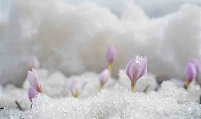 Muş Ovası&#039;nda baharın müjdeleyicisi çiçekler açtı
