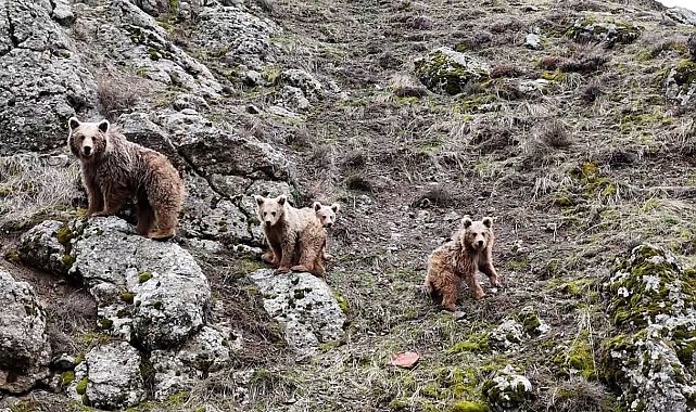 Tunceli&#039;de kış uykusundan uyanan ayı ailesi görüntülendi