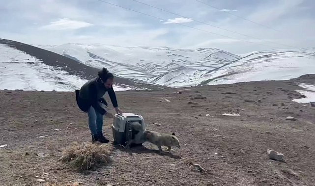 Yaralı tilki tedavisinin ardından doğaya bırakıldı