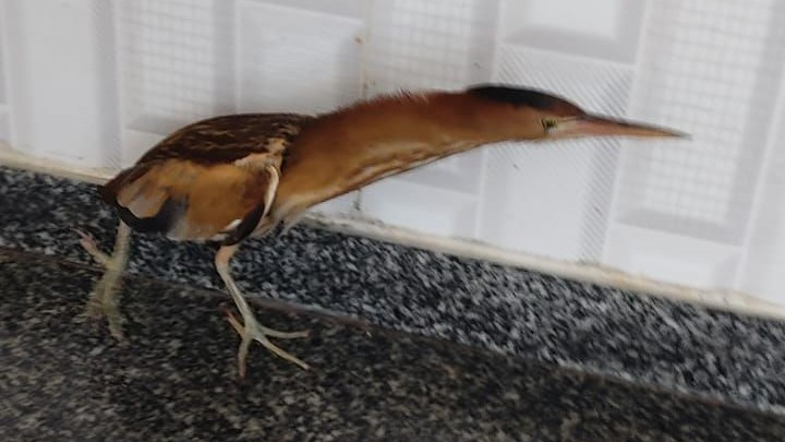 Balaban kuşuna uzanan şefkat eli