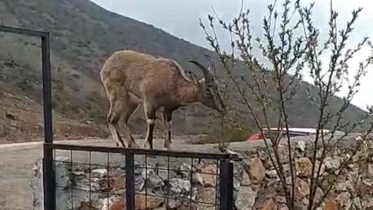 Elazığ’da dağ keçisi evin duvarına tırmandı