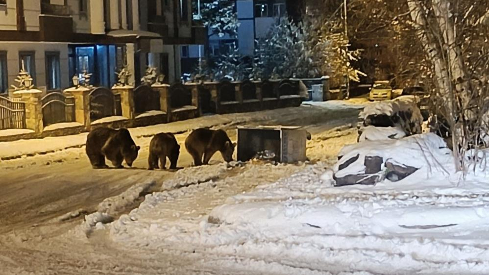 Sarıkamış’ta sokaklarda yiyecek arayan ayılar kamerada