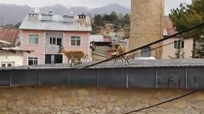 Dağ keçileri tarihi caminin ve evlerin çatısında görüntülendi