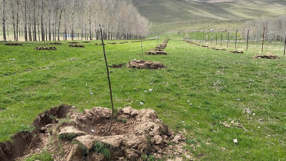 3 yılda 1 milyon 390 bin meyve fidanı dağıtıldı
