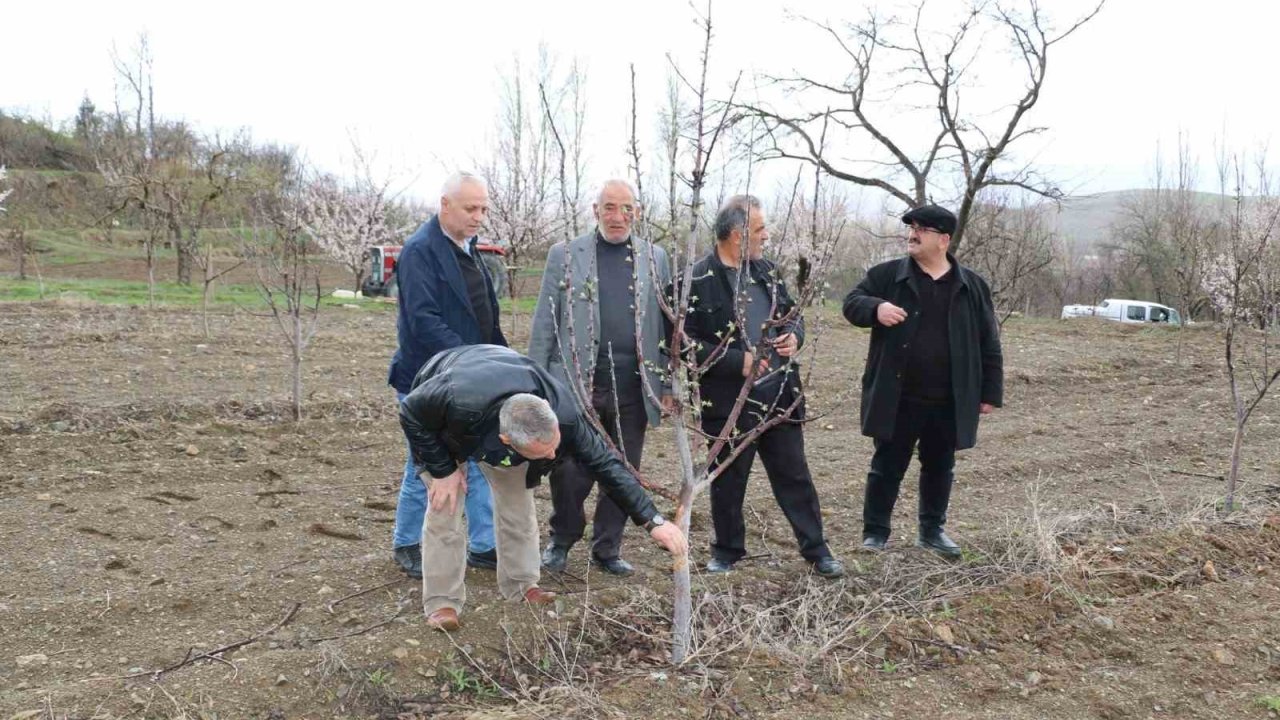 Aç kalan tavşanlar fidanları kemirdi