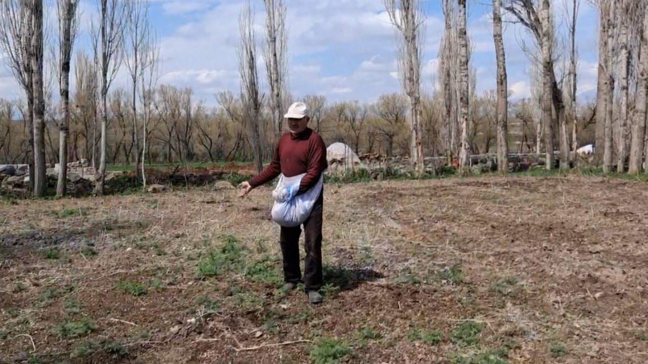 Akyaka’da tarım arazilerine elle tohum serpildi